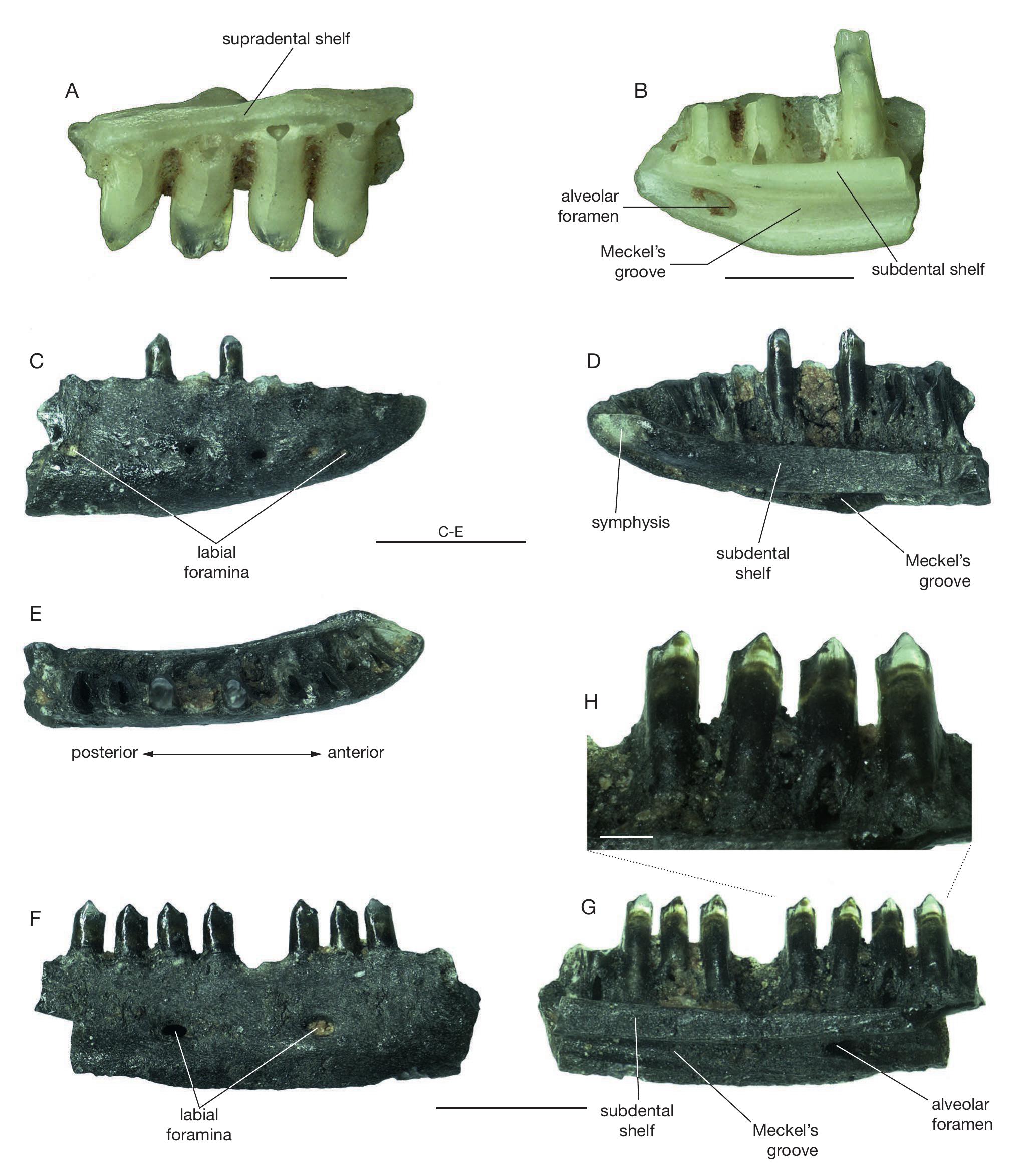 The Oligocene And Miocene Fossil Lizards Reptilia Squamata Of Central Mongolia