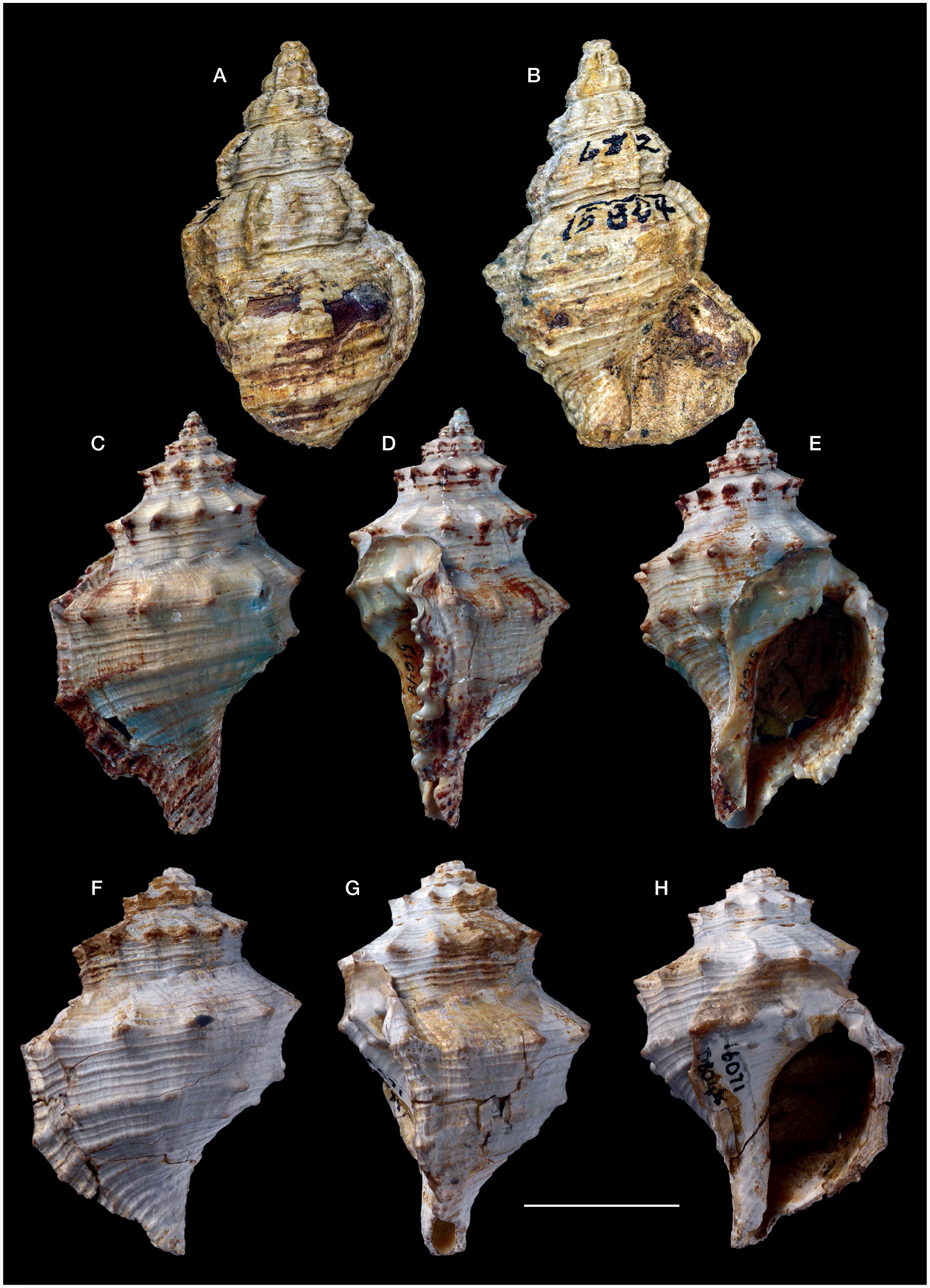 A review of fossil Bursidae and their use for phylogeny calibration