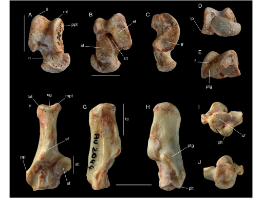 On the morphology of the astragalus and calcaneus of the amphicyonids ...