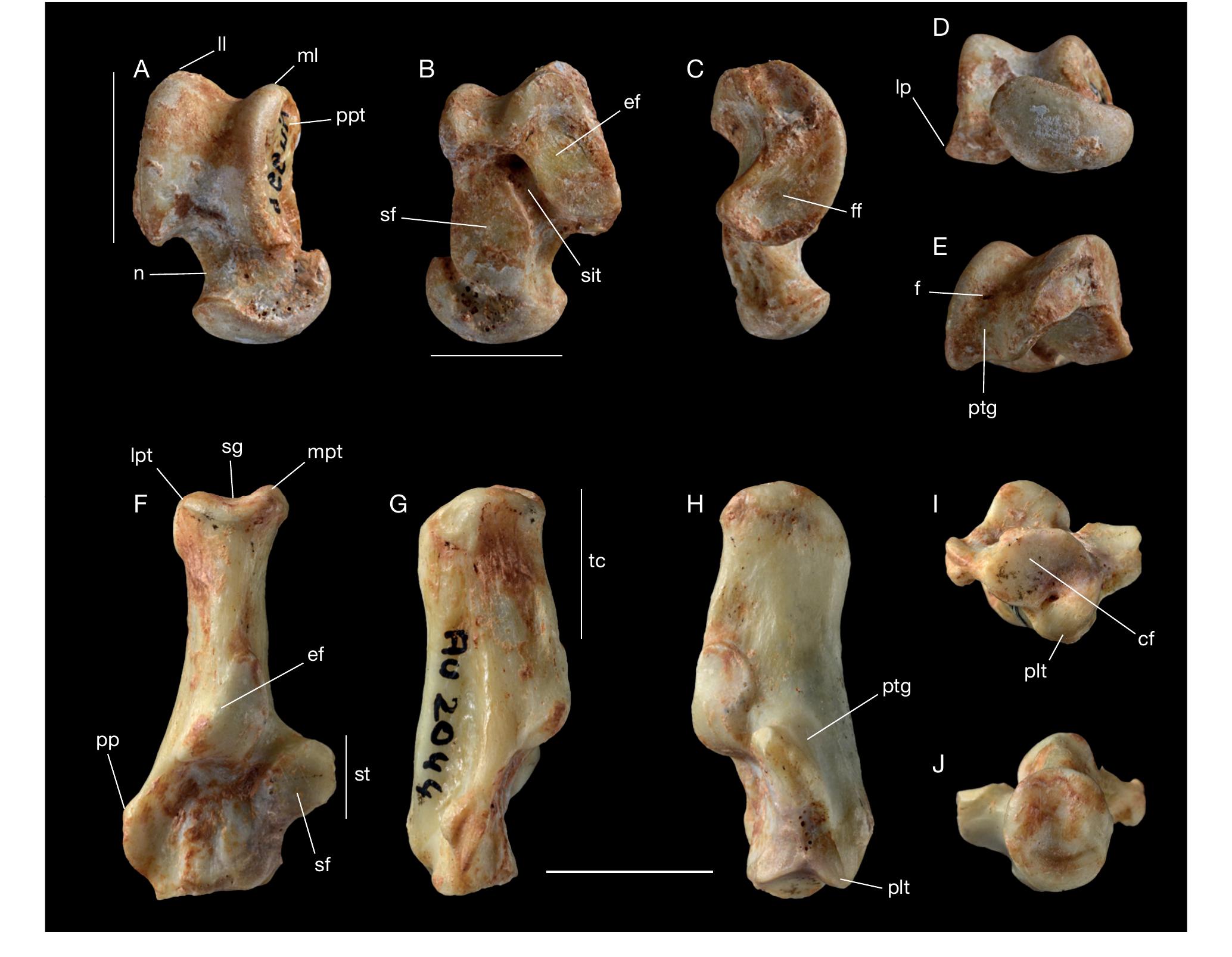 On The Morphology Of The Astragalus And Calcaneus Of The Amphicyonids Carnivora Mammalia From The Paleogene Of Europe Implications For The Ecology Of The European Bear Dogs