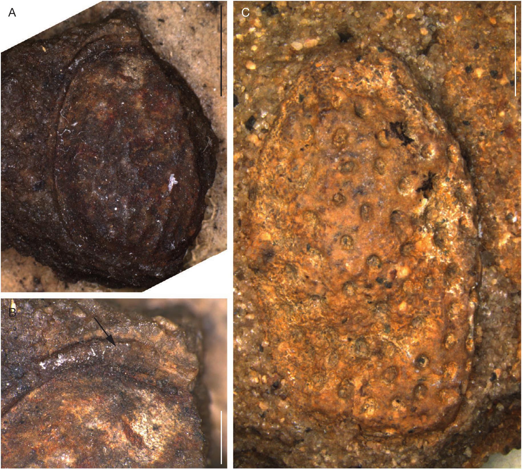 Icacinaceae Fossil Fruits From Three Sites Of The Paris Basin Early Eocene France Local Diversity And Global Biogeographic Implications