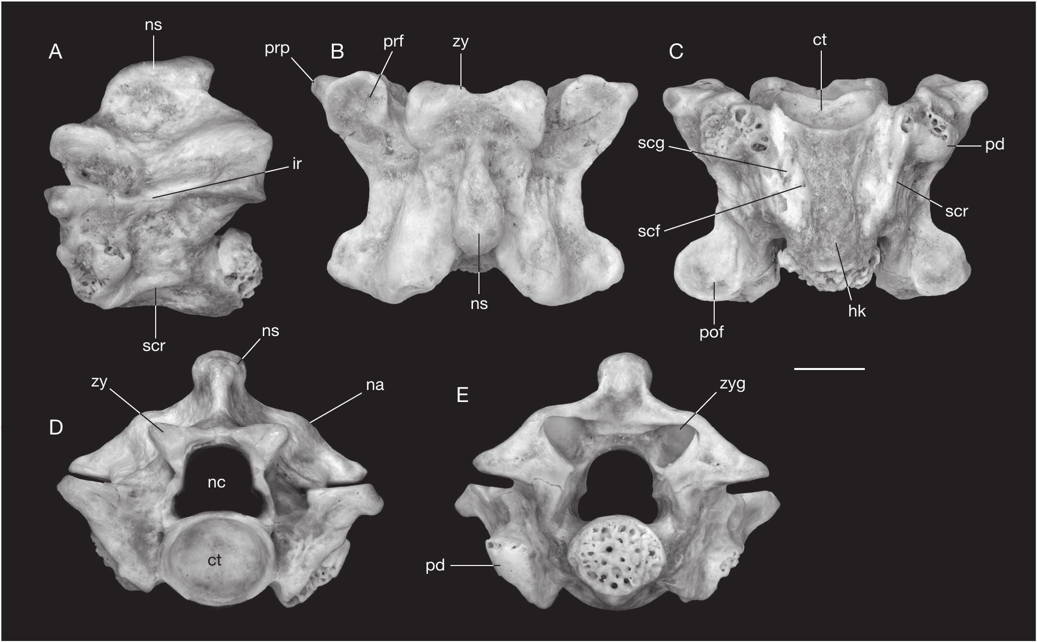 Early Miocene Squamate Assemblage From The Mokra Western Quarry Czech Republic And Its Palaeobiogeographical And Palaeoenvironmental Implications