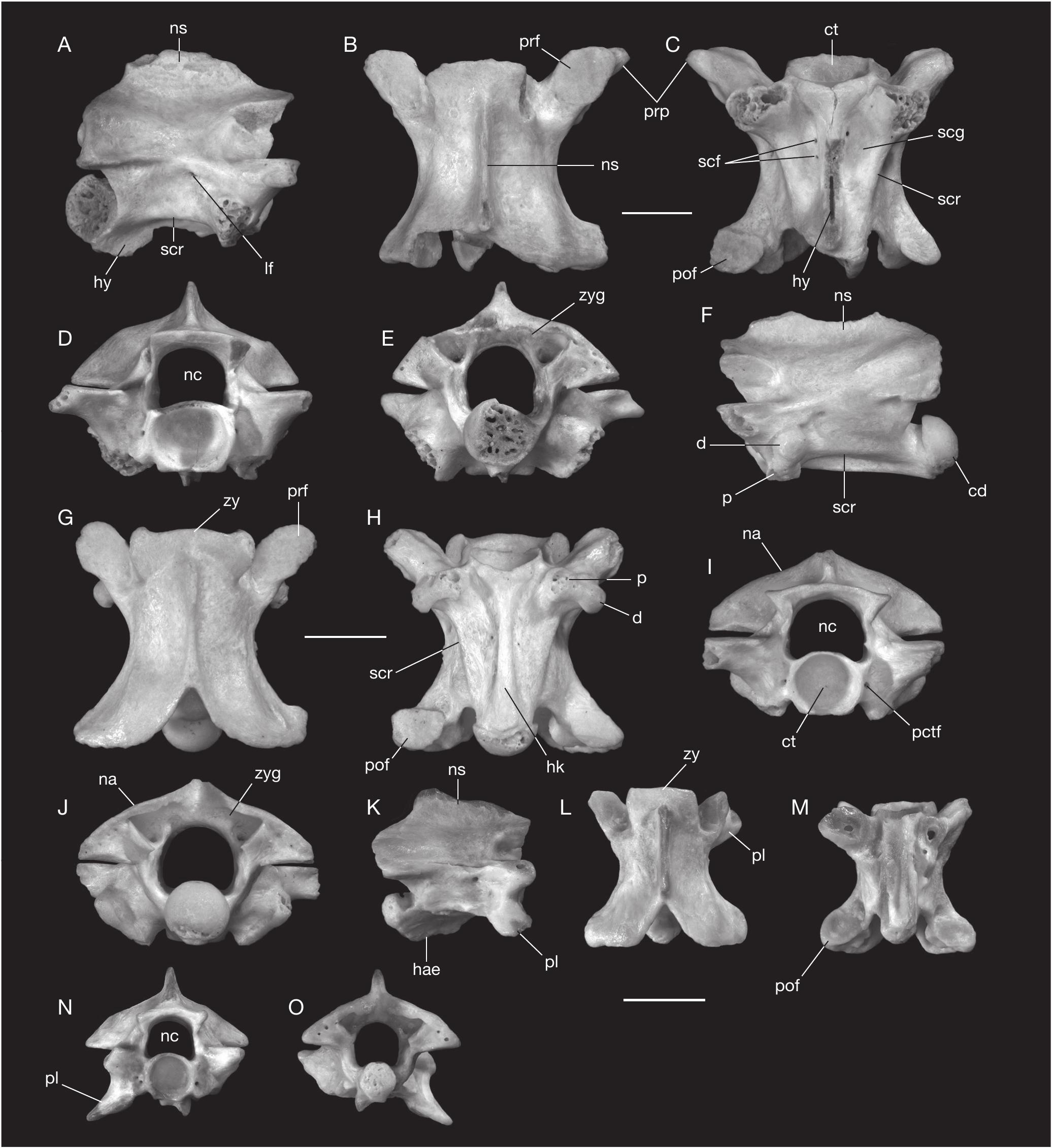 Early Miocene Squamate Assemblage From The Mokra Western Quarry Czech Republic And Its Palaeobiogeographical And Palaeoenvironmental Implications