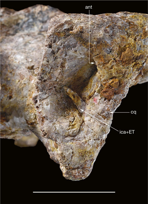 The Oldest Erymnochelyine Turtle Skull Ragechelus Sahelica N Gen N Sp From The Iullemmeden Basin Upper Cretaceous Of Africa And The Associated Fauna In Its Geographical And Geological Context