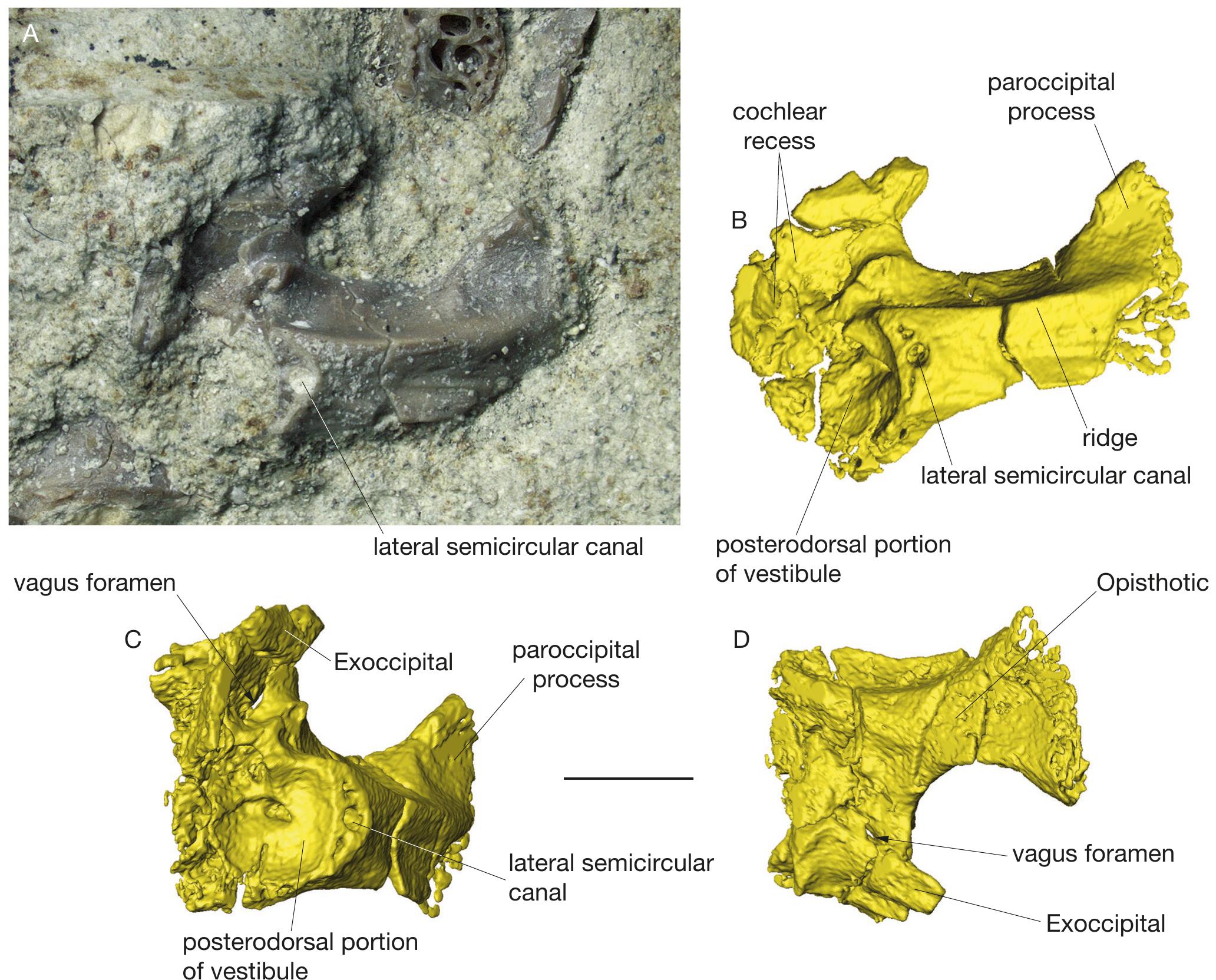 Revision Of The Cranial Anatomy Of Ophisaurus Acuminatus Jörg, 1965 ...