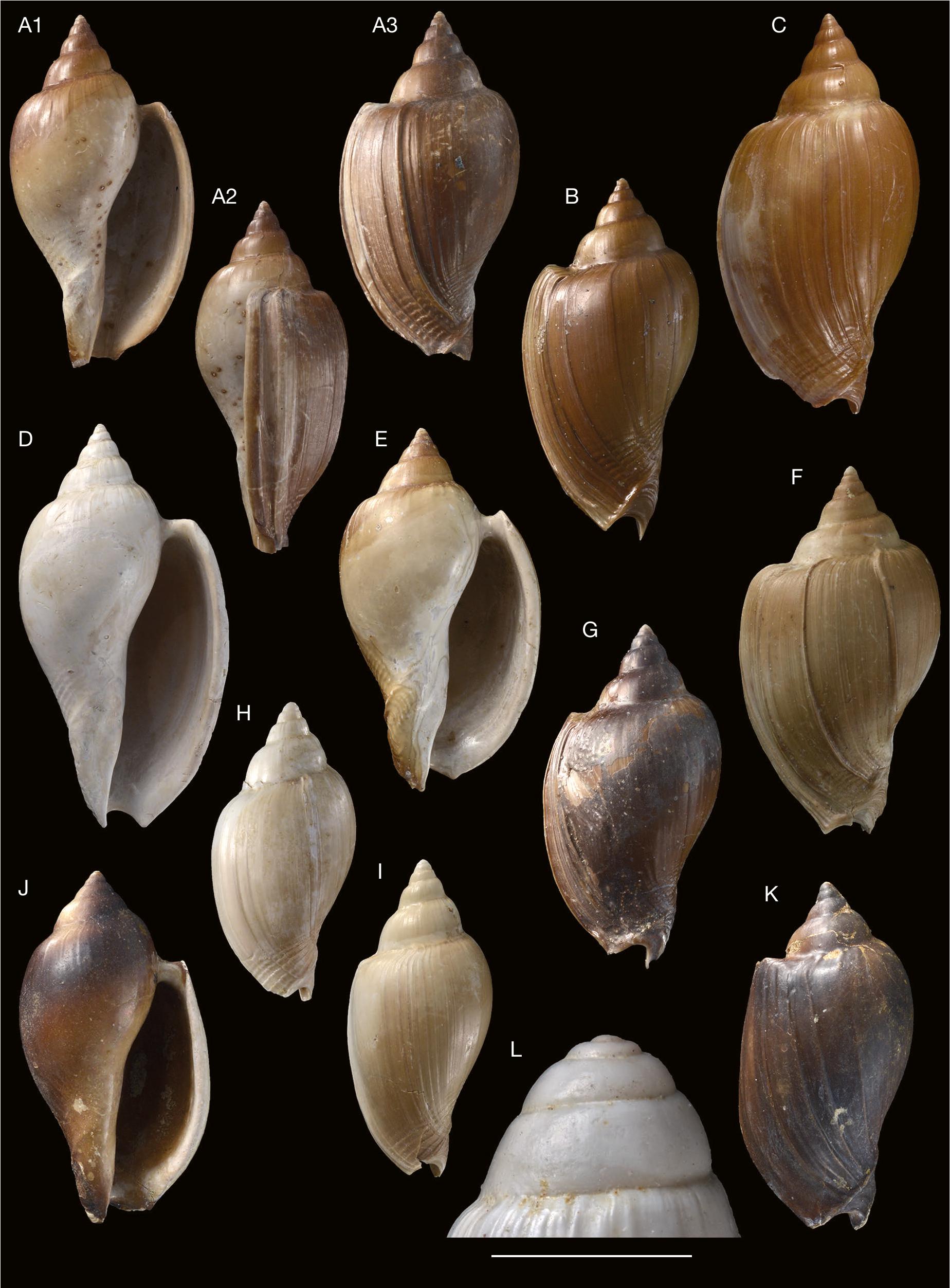 Contribution Des Motifs Colores Residuels Dans La Discrimination D Especes Nouvelles De Cryptochorda Morch 1858 Mollusca Gastropoda Harpidae De L Eocene Du Bassin De Paris Et Du Cotentin