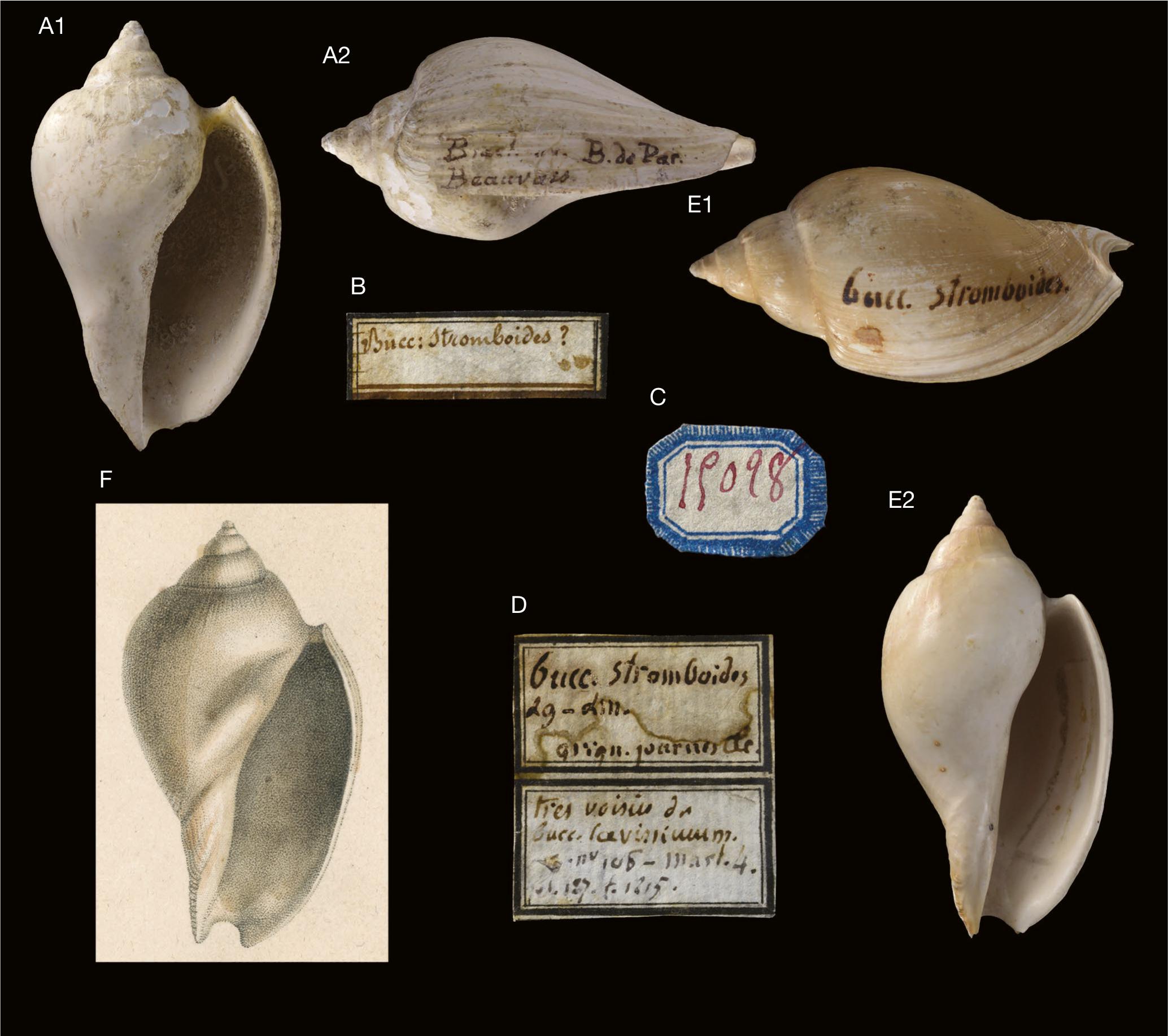 Contribution Des Motifs Colores Residuels Dans La Discrimination D Especes Nouvelles De Cryptochorda Morch 1858 Mollusca Gastropoda Harpidae De L Eocene Du Bassin De Paris Et Du Cotentin