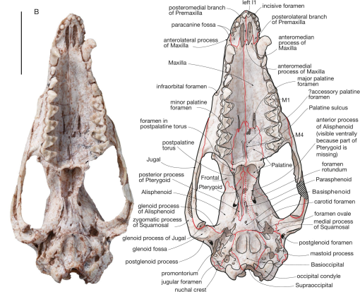 Human Sagittal Cut Half Skull with Brain Hemisphere - Bone Clones, Inc. -  Osteological Reproductions