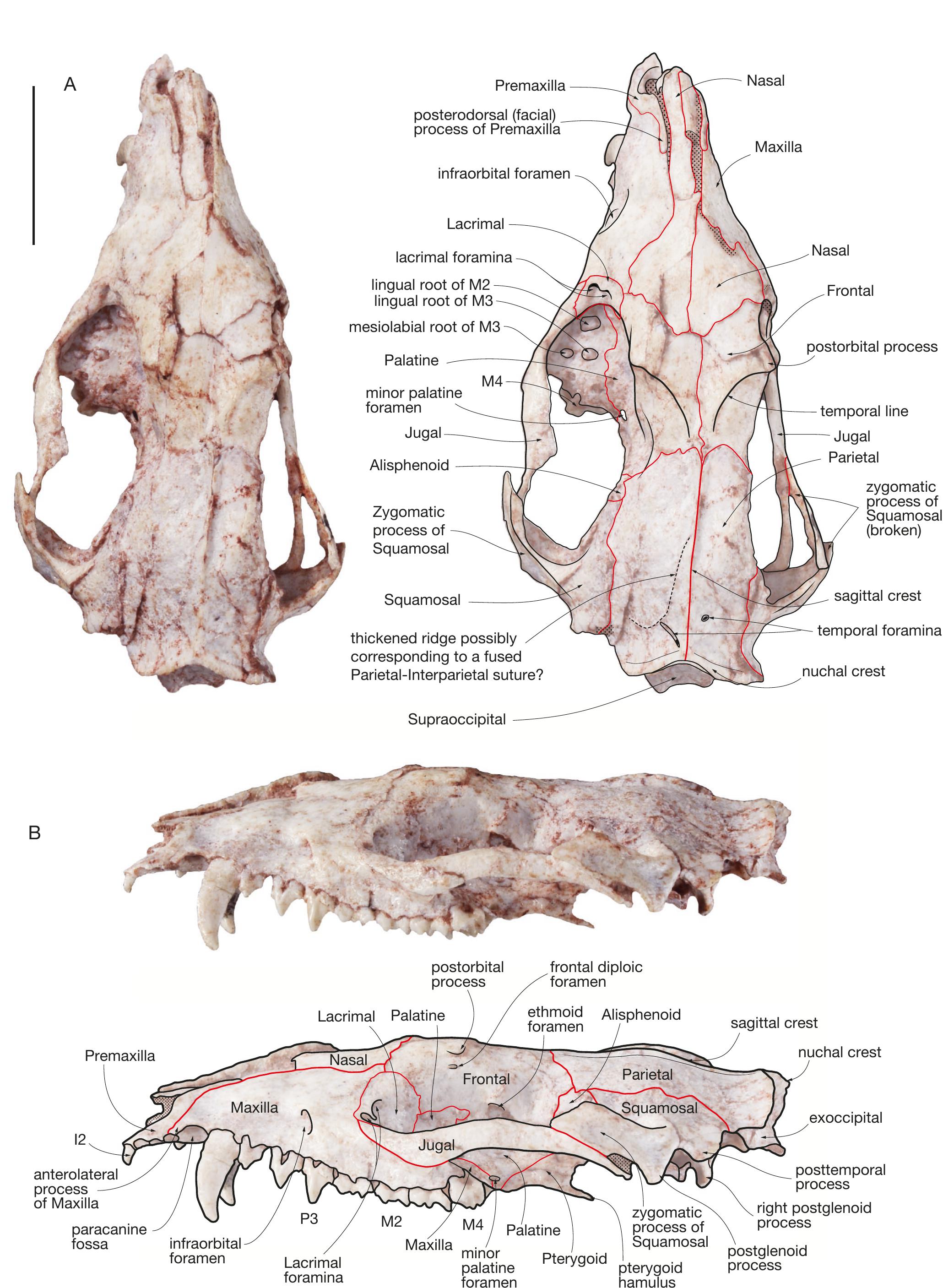 Cranial anatomy of Andinodelphys cochabambensis, a stem metatherian ...