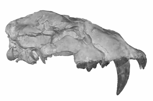 A skull of Machairodus Kaup, 1833 (Felidae, Mammalia) from the