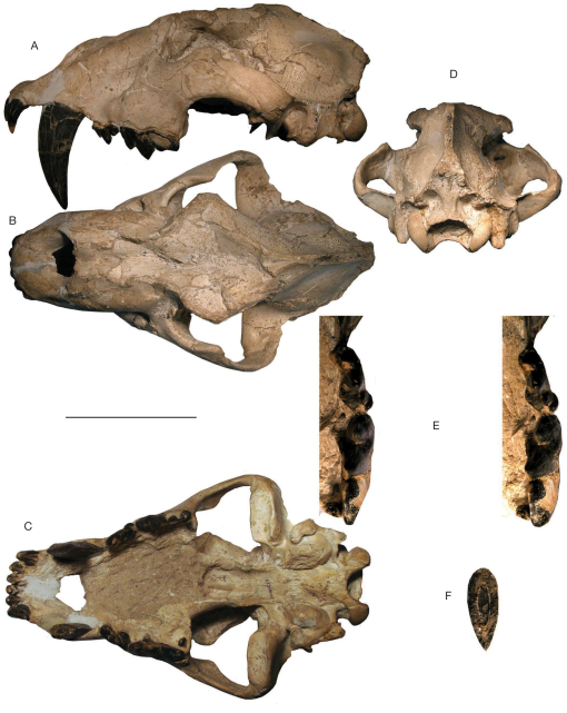 A skull of Machairodus Kaup, 1833 (Felidae, Mammalia) from the