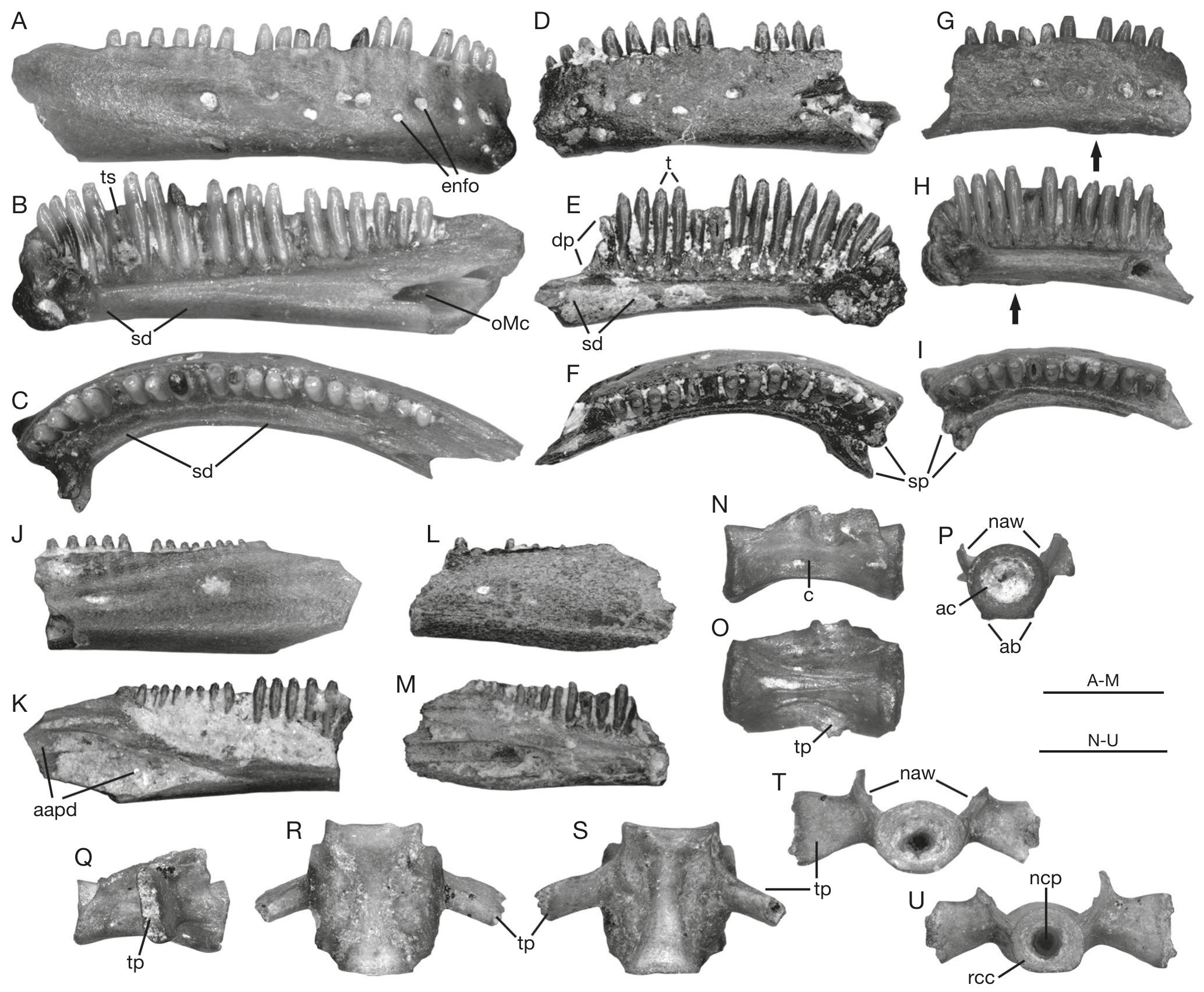 A Messinian (latest Miocene) occurrence for Albanerpeton Estes &  Hoffstetter, 1976 (Lissamphibia: Albanerpetontidae) at Moncucco Torinese,  Piedmont Basin, northwestern Italy, and a review of the European Cenozoic  record for albanerpetontids