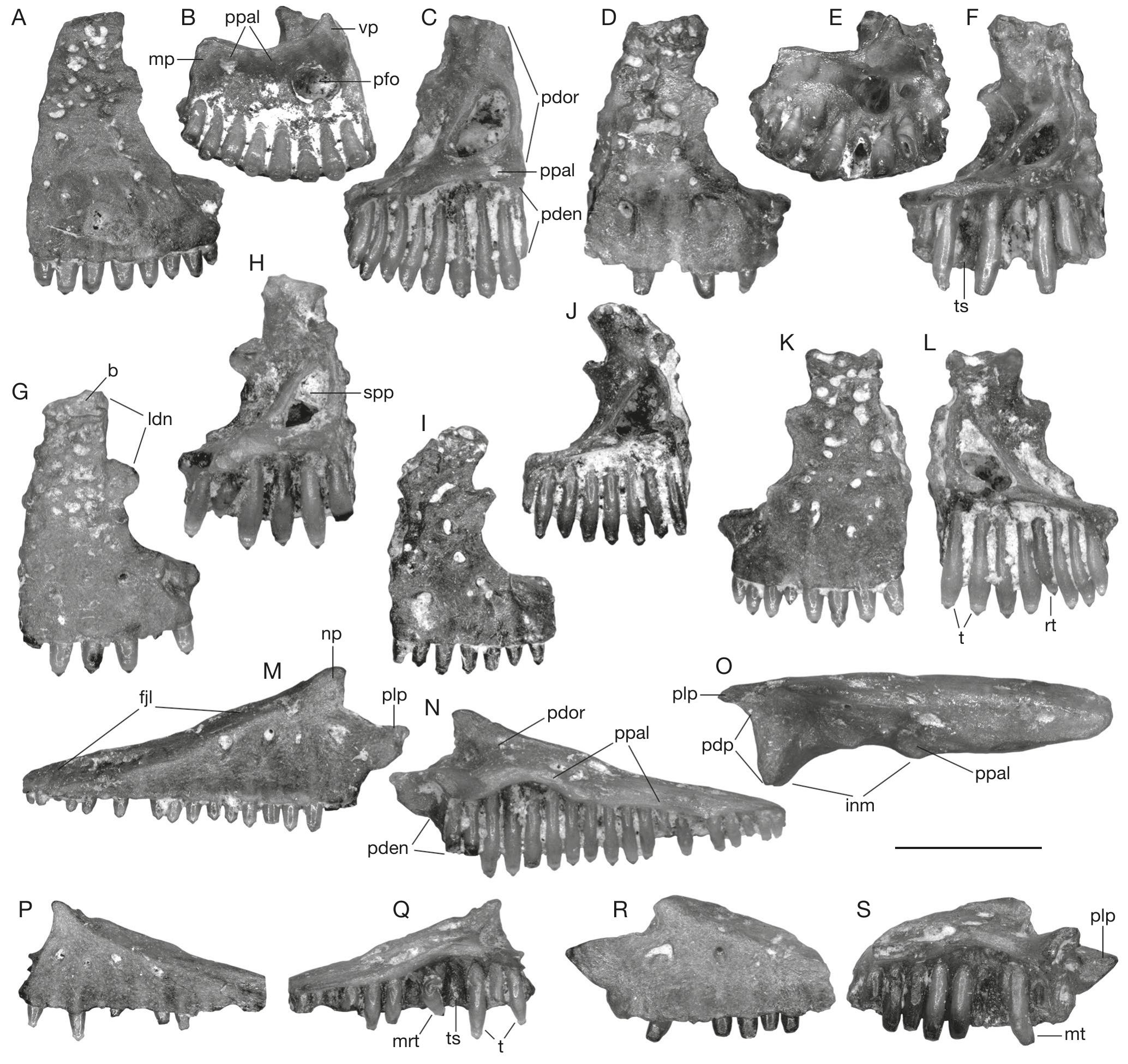 A Messinian (latest Miocene) occurrence for Albanerpeton Estes ...