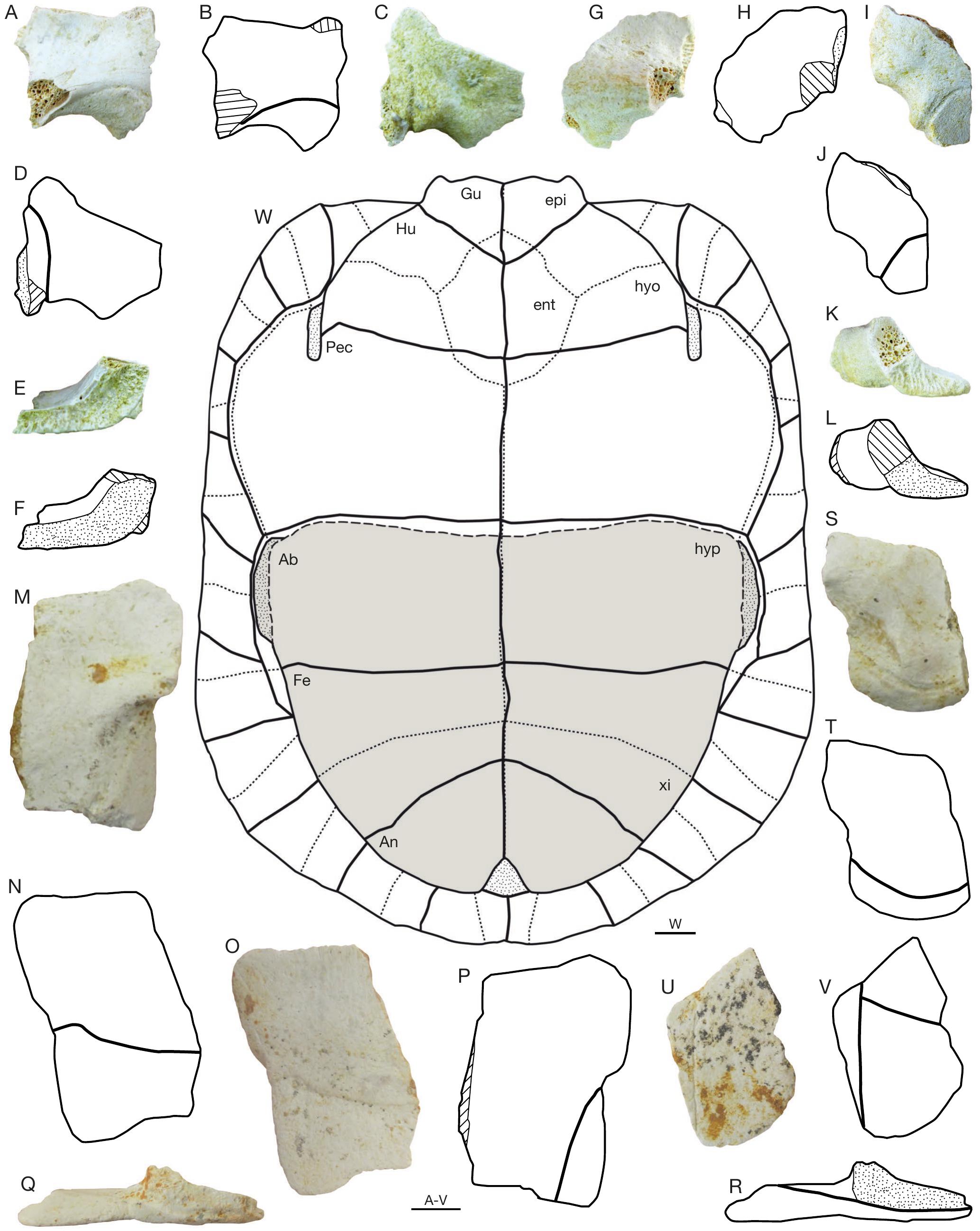 Fossil Turtles From The Early Miocene Localities Of Mokra Quarry Burdigalian Mn4 South Moravian Region Czech Republic