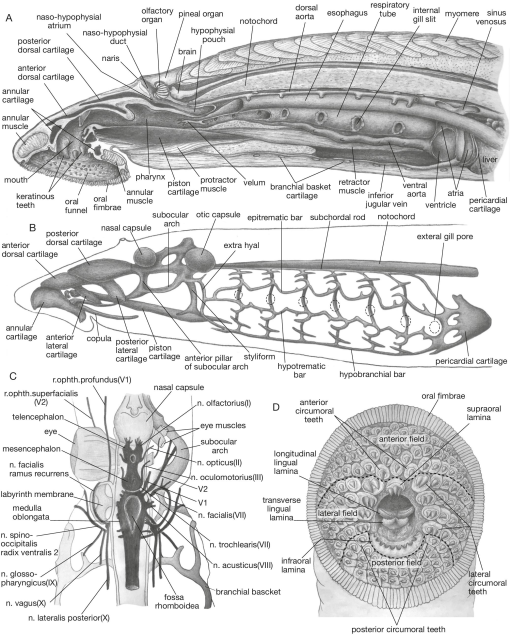 A treatise on zoology . »L ^f. Ym. IV. 1.—Cucumaria pentactes (Linn.),  opened along the right of the median dorsal line ; theright respiratory  tree has been cut short. 2.—Spicule ; 3.—Oral