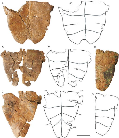 The Freshwater And Terrestrial Turtles From Monte Pila And Fuenmayor La Rioja Northern Spain New Data On The Lower Miocene Turtle Diversity Of The Ebro Basin