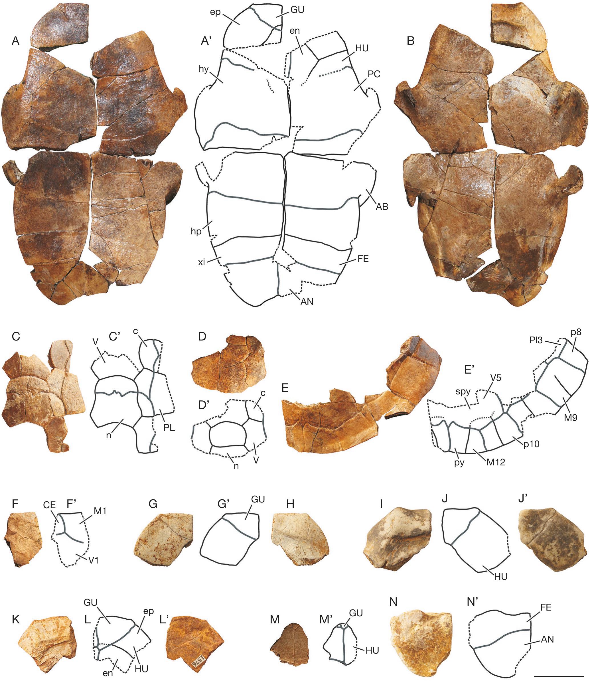 The Freshwater And Terrestrial Turtles From Monte Pila And Fuenmayor La Rioja Northern Spain New Data On The Lower Miocene Turtle Diversity Of The Ebro Basin