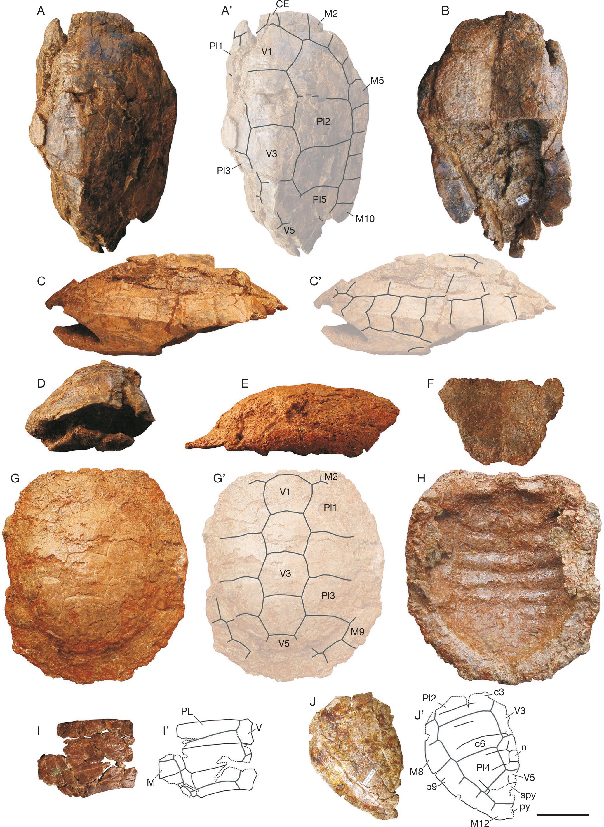 The Freshwater And Terrestrial Turtles From Monte Pila And Fuenmayor La Rioja Northern Spain New Data On The Lower Miocene Turtle Diversity Of The Ebro Basin