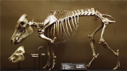 Ce dinosaure avait un cou de 15 mètres de long - Sciences et Avenir