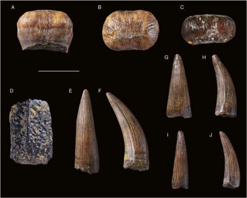 Pterosaur teeth from Angeac-Charente: A, Pterodactyloidea indet. A