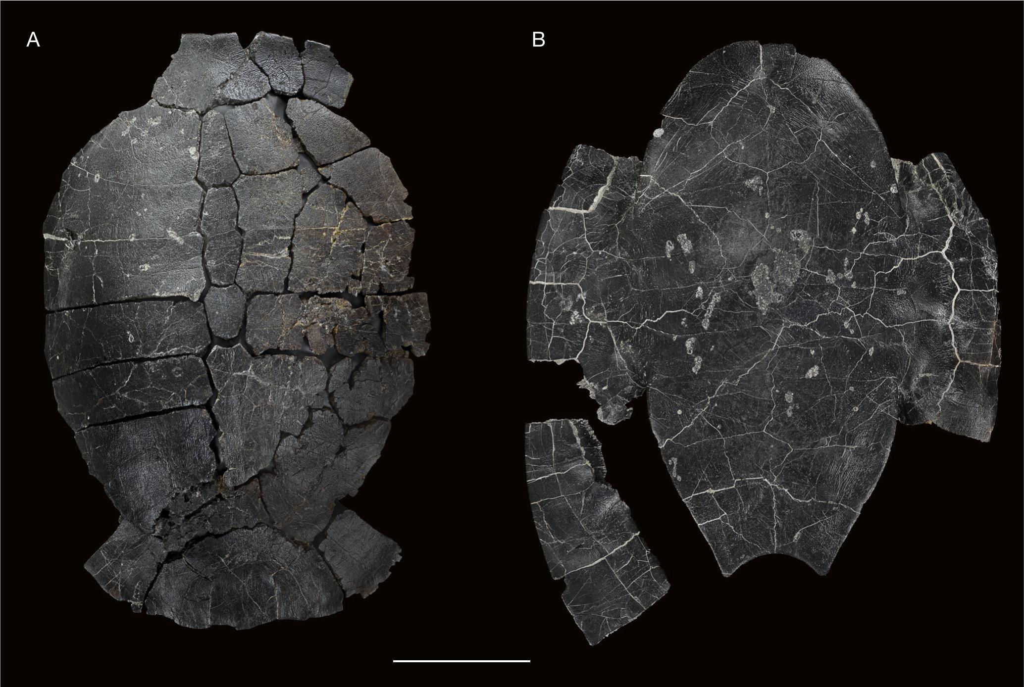 Vertebrate paleobiodiversity of the Early Cretaceous (Berriasian)  Angeac-Charente Lagerstätte (southwestern France): implications for  continental faunal turnover at the J/K boundary