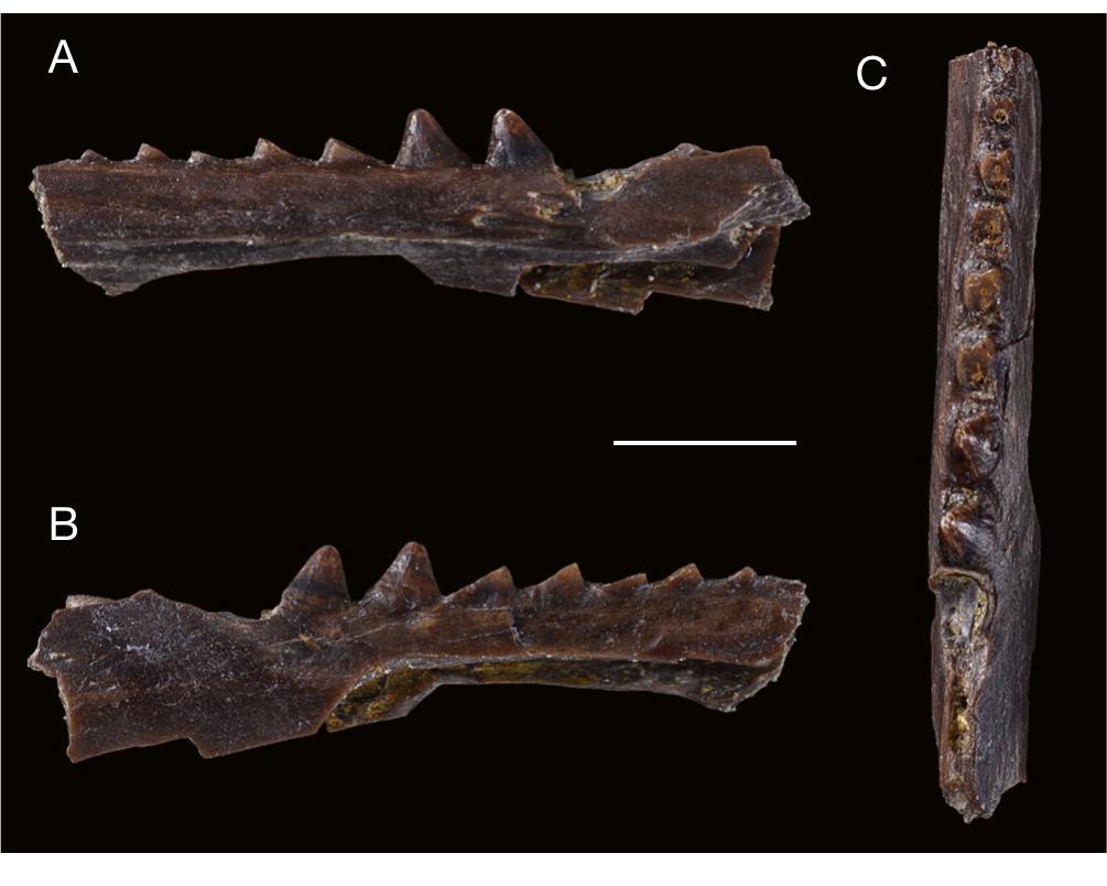 Pterosaur teeth from Angeac-Charente: A, Pterodactyloidea indet. A