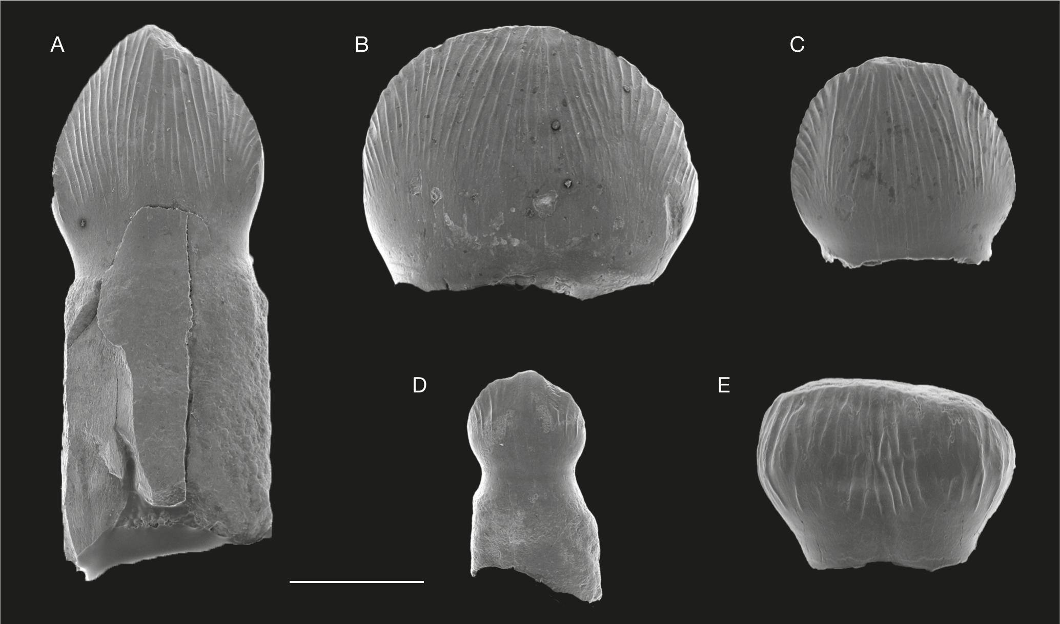 Pterosaur teeth from Angeac-Charente: A, Pterodactyloidea indet. A