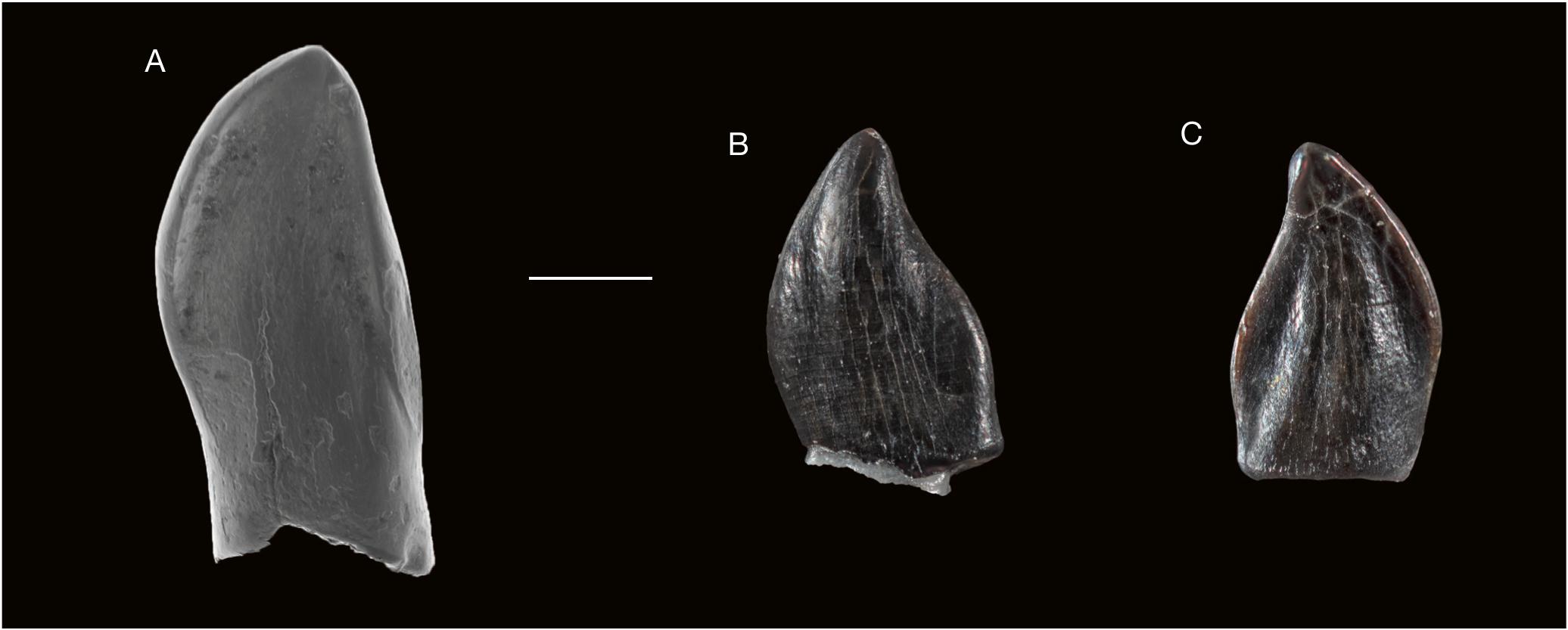 Pterosaur teeth from Angeac-Charente: A, Pterodactyloidea indet. A