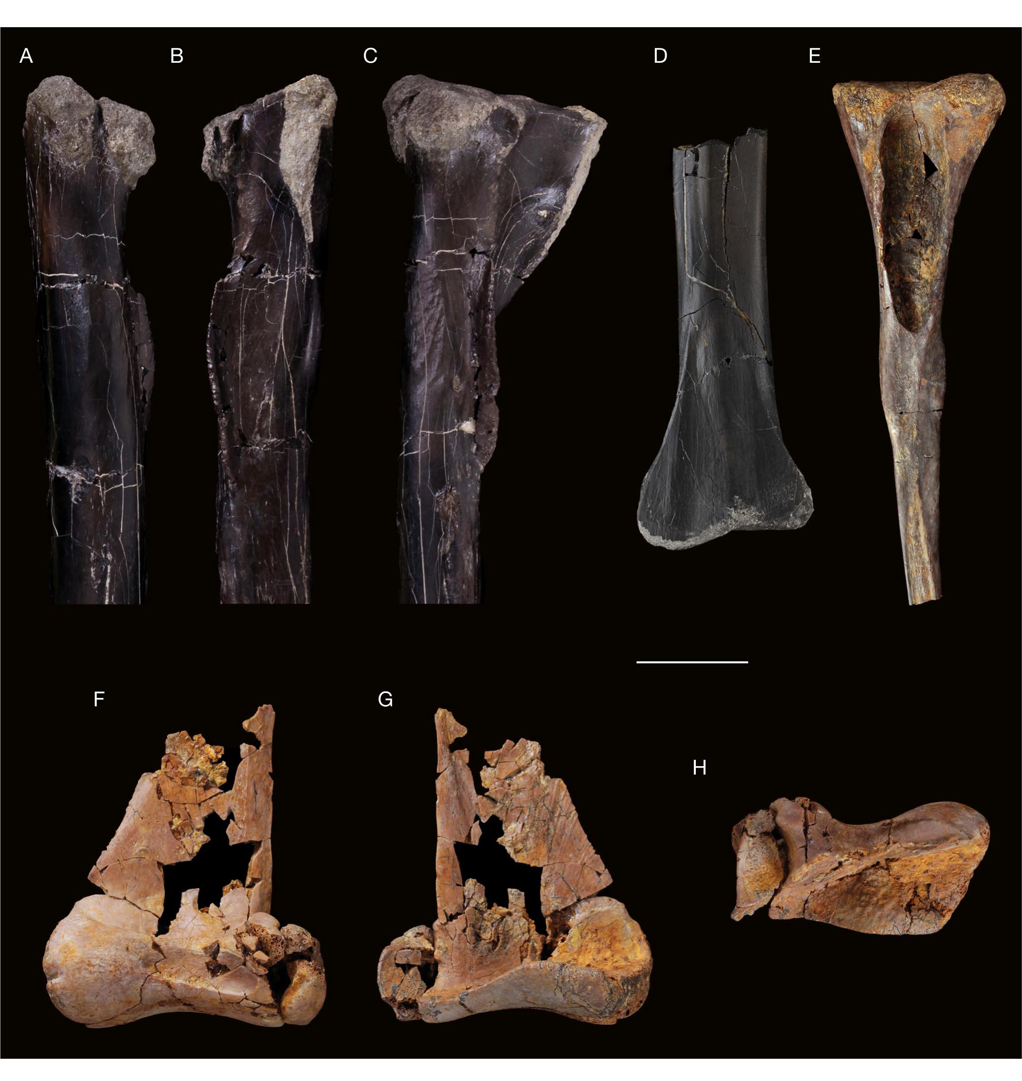 Vertebrate paleobiodiversity of the Early Cretaceous (Berriasian ...