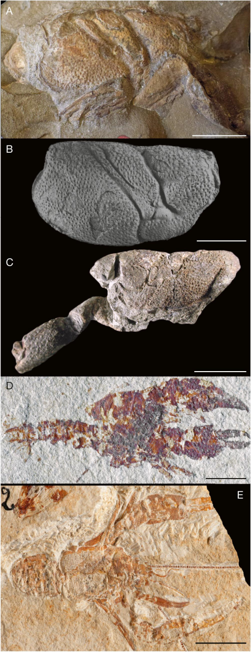 A synthesis of the evolutionary history of erymoid lobsters