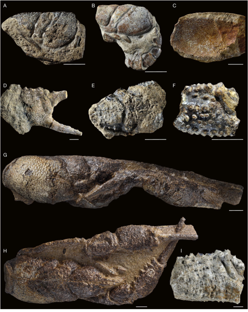 A synthesis of the evolutionary history of erymoid lobsters