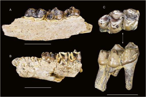 Notice sur les reptiles fossiles des dépôts fluvio-lacustres