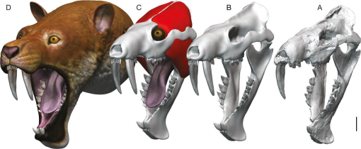 ライオン A sabre-tooth predator from the Neotropics: Cranial morphology of