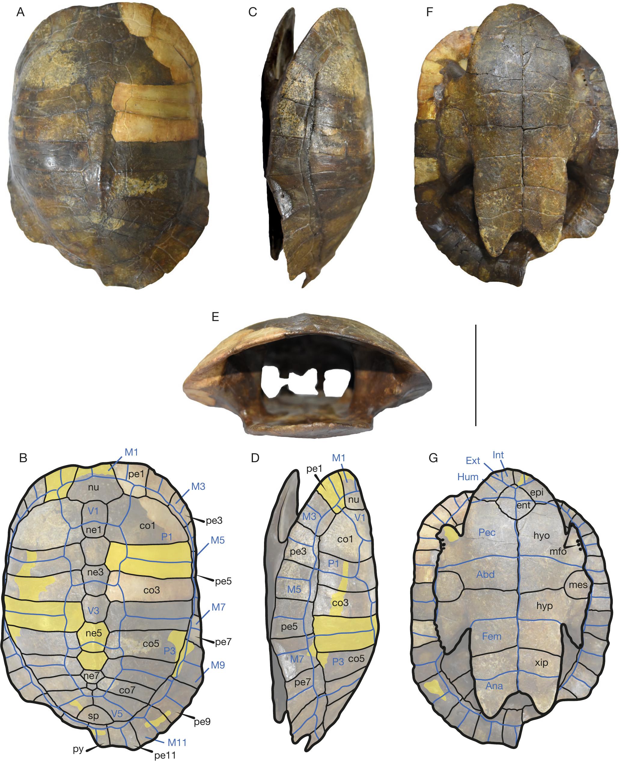 A new fossil turtle ends the controversy on the occurrence of the ...