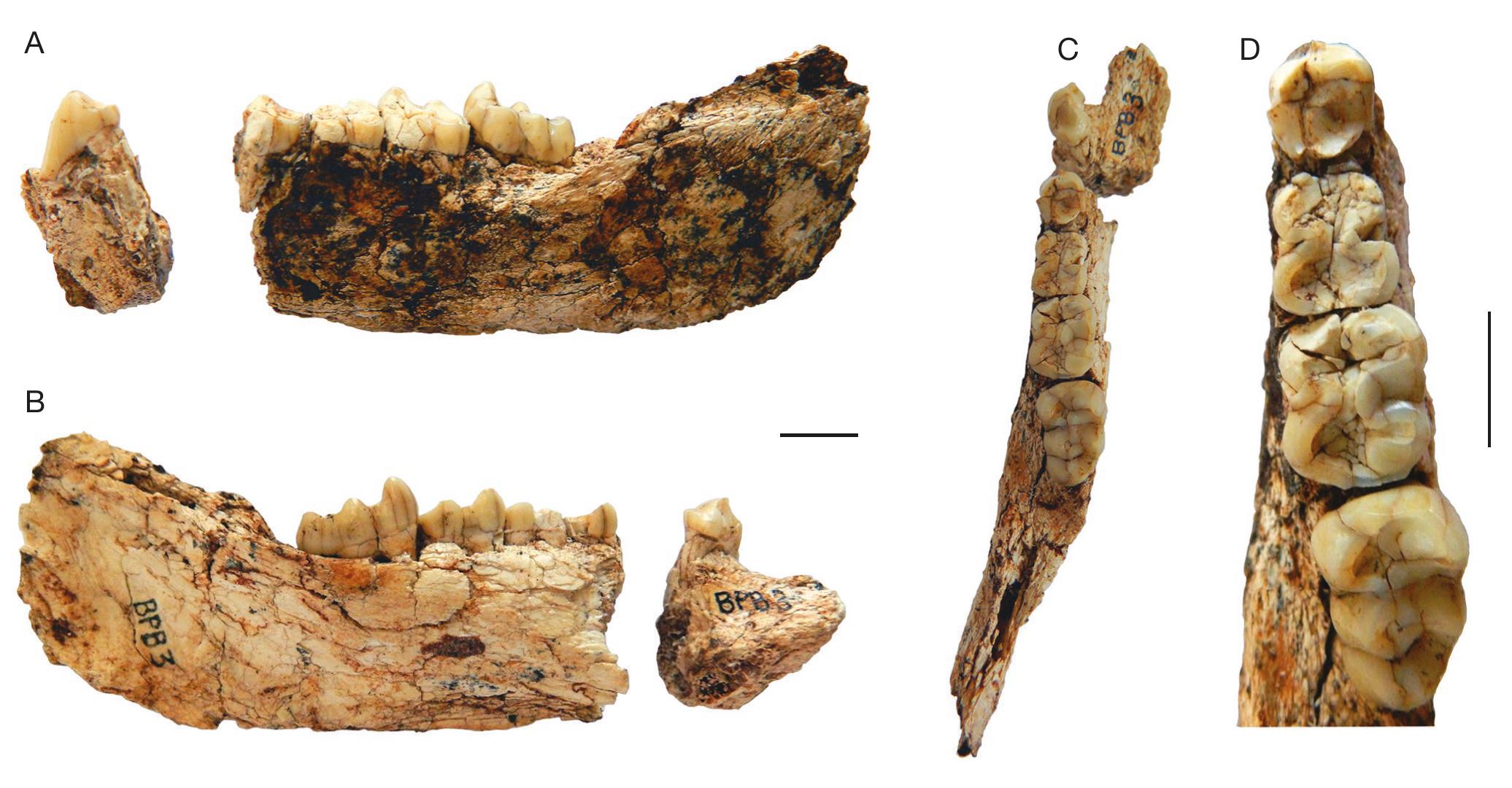 First in situ middle Pliocene cercopithecoid fossils from the ...