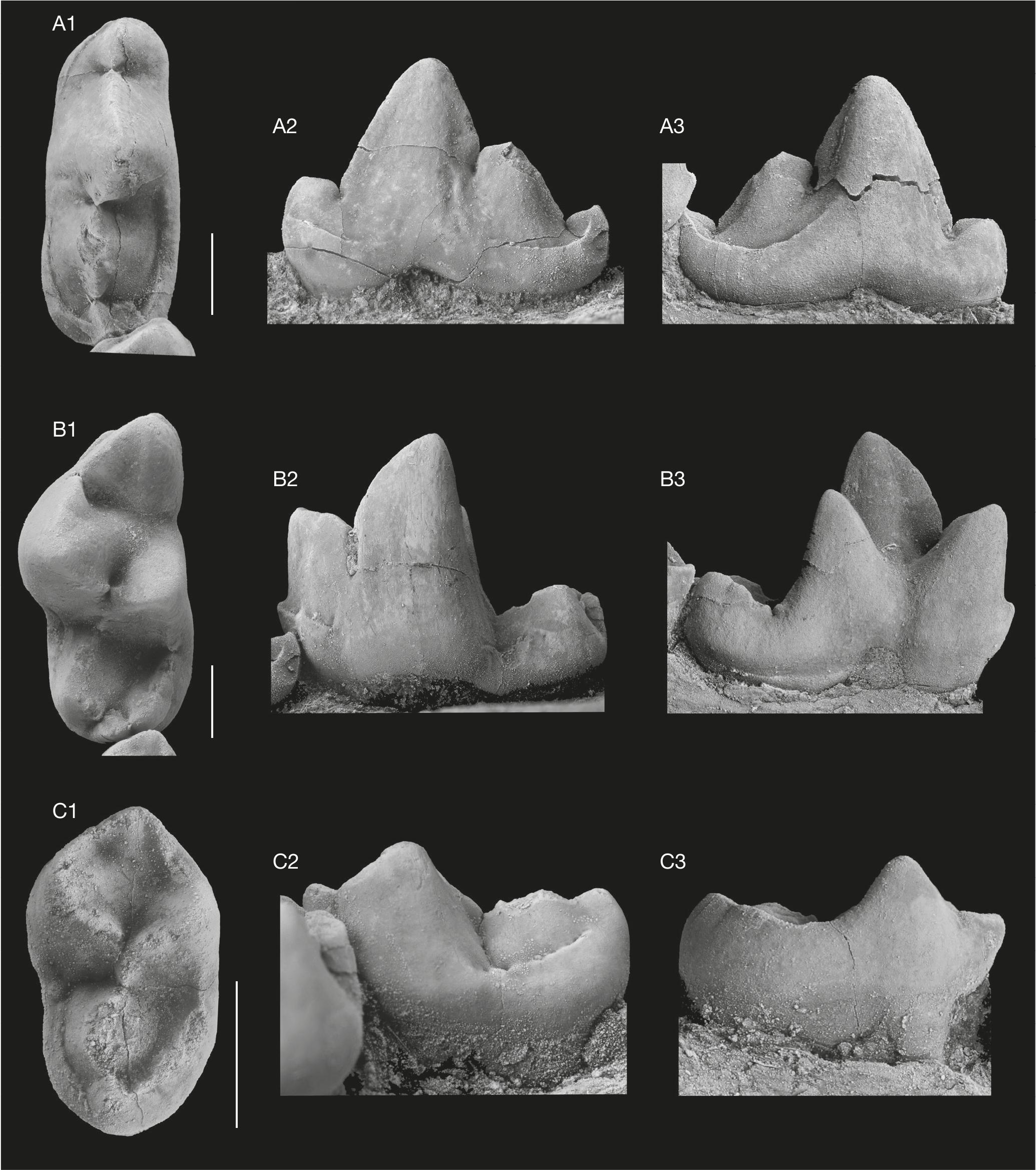 New early aeluroid carnivoran (Mammalia, Carnivora, Feliformia) from the  classical palaeontological locality Valeč, the Czech Republic