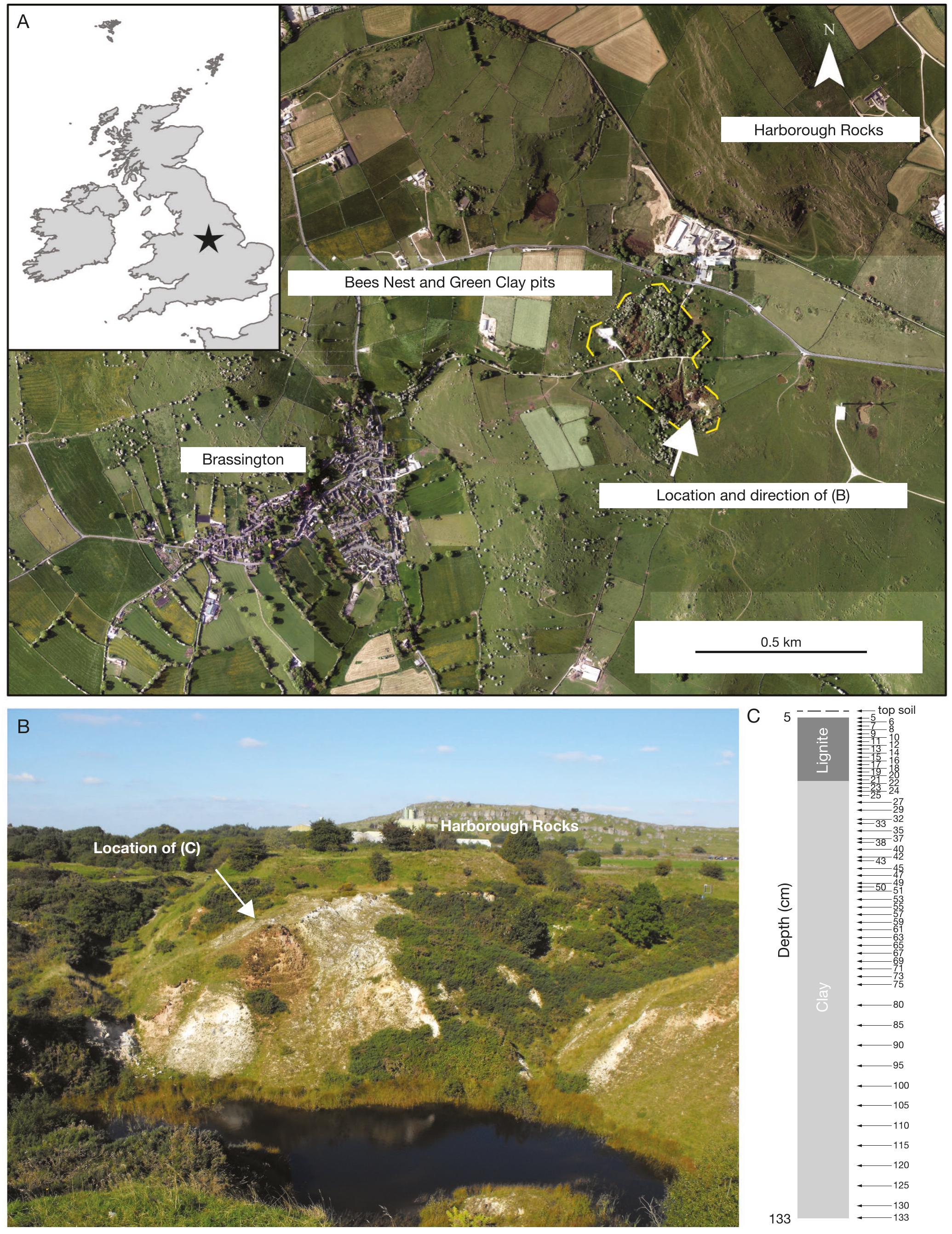 Seasonality controls the vegetation of a late Middle Miocene forest in ...
