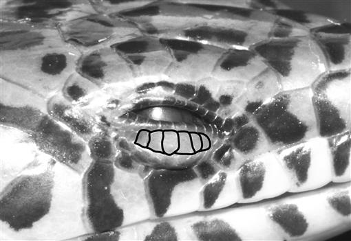 Genuine Cat King Pin 549370 Caterpillar