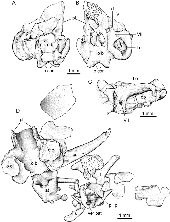 Anatomy of Eocaecilia Micropodia, A Limbed Caecilian of the Early Jurassic