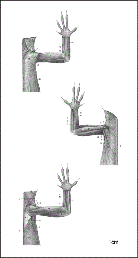 Scp-939 evolution 2/3