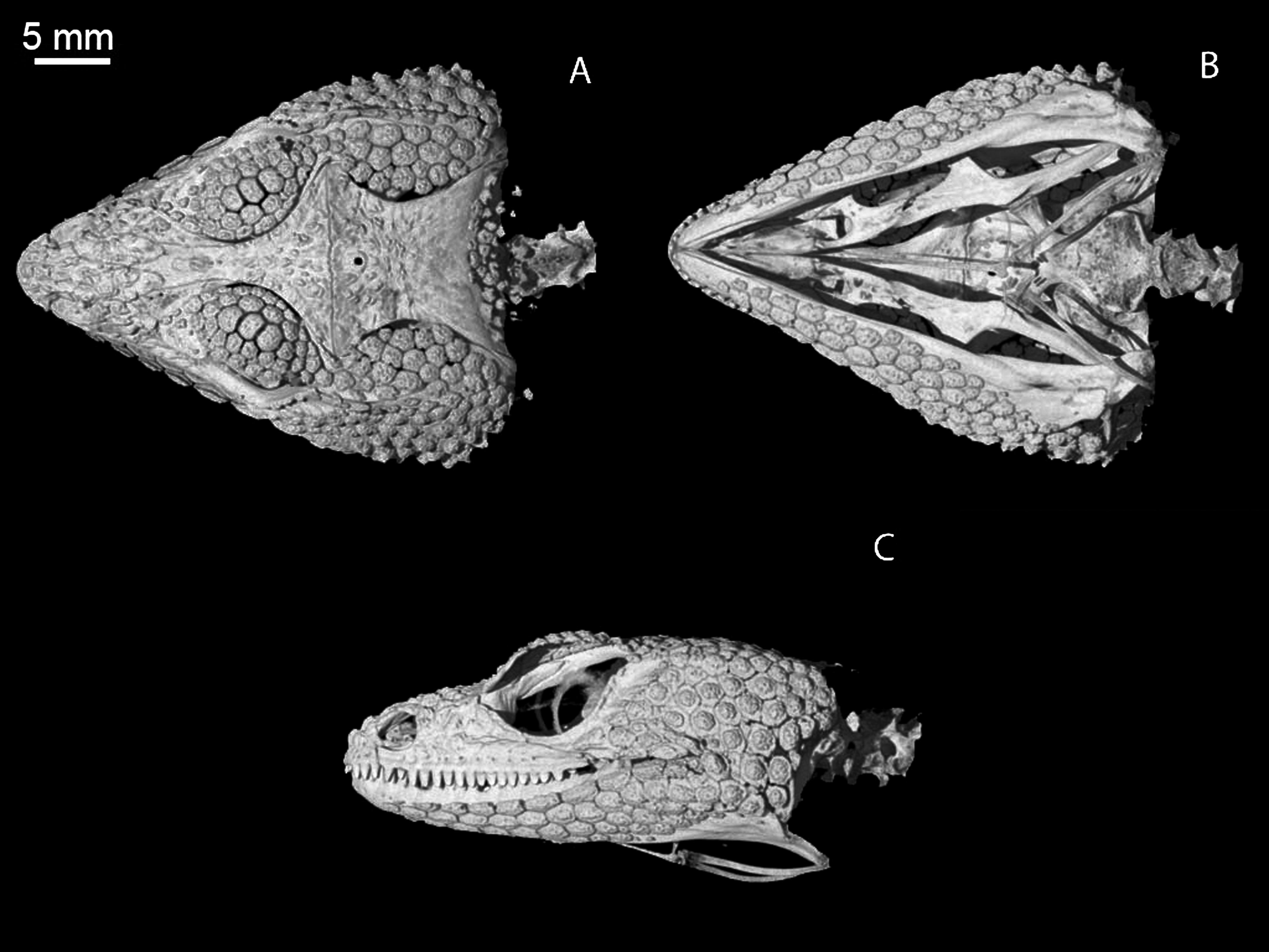 The Power And Utility Of Morphological Characters In Systematics A Fully Resolved Phylogeny Of Xenosaurus And Its Fossil Relatives Squamata Anguimorpha