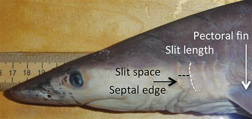 Evolutionary and Ecological Relationships of Gill Slit Morphology in ...