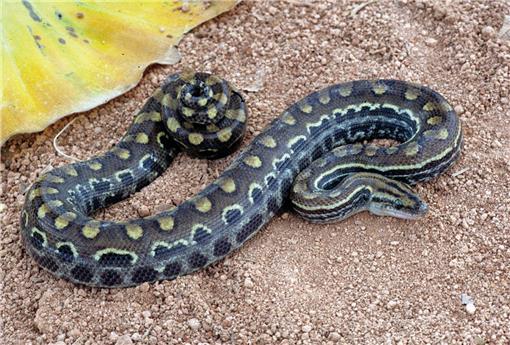 Silver Boa: Scientists Discover New Snake Species in Bahamas, Biology