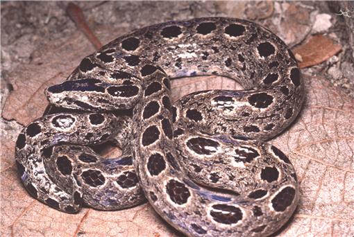 Discovery of a Remarkable New Boa from the Conception Island Bank, Bahamas