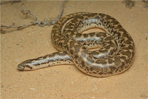 Silver Boa: Scientists Discover New Snake Species in Bahamas, Biology