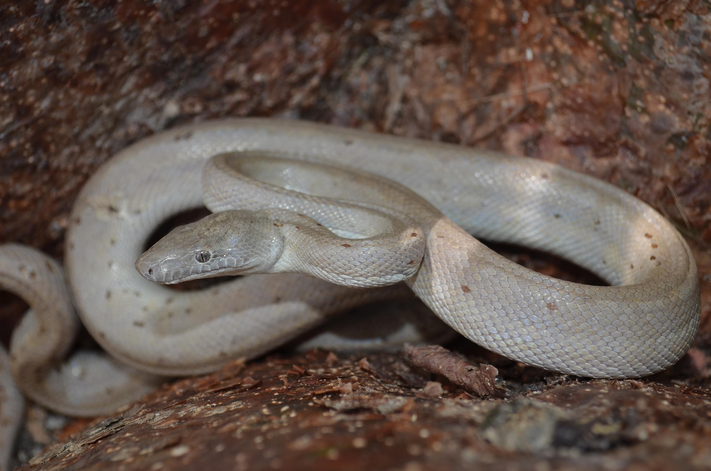 Boas of the World (Superfamily Booidae): A Checklist With Systematic,  Taxonomic, and Conservation Assessments
