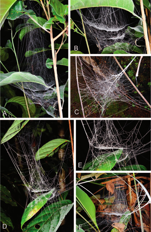 Spiders and their Webs – Acreage Life – Nebraska