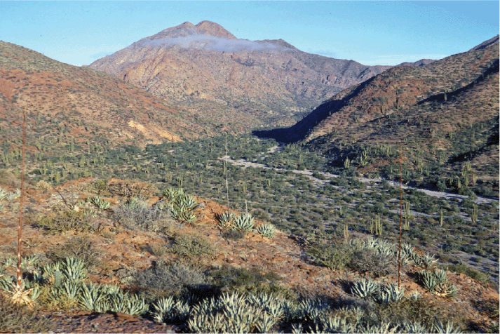 Succulent Plant Diversity Of The Sonoran Islands Gulf Of California Mexico