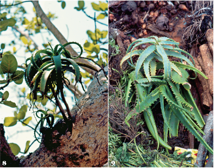 Aloe Arborescens Asphodelaceae Alooideae And Cites