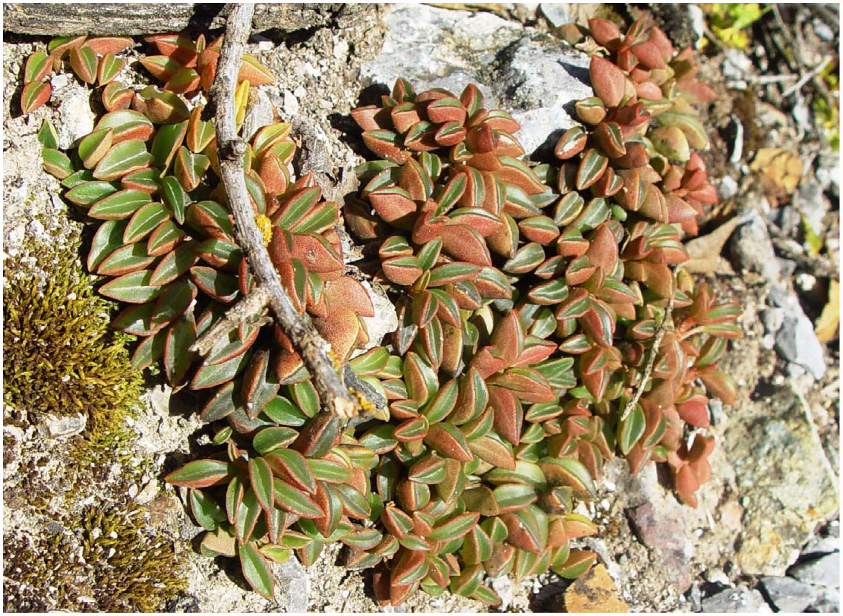 New Succulent Window-Leaved Peperomias from Peru